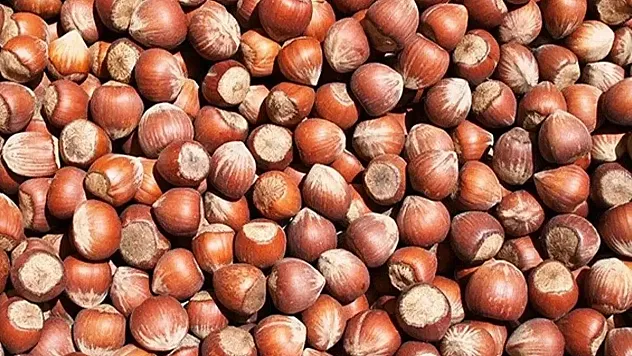 Zonguldak'ta fındık  fiyatları 210 TL sınırını aştı