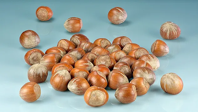 Zonguldak'ta fındık fiyatları belli oldu