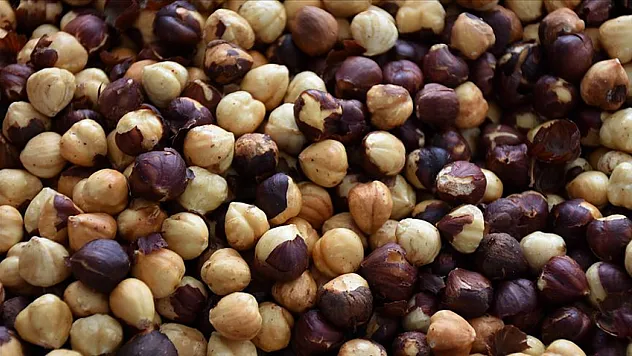 Zonguldak'ta fındık piyasası hareketli