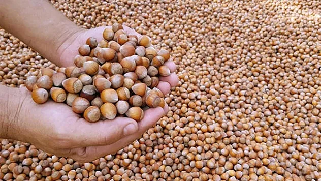 Zonguldak'ta fındık satışları yavaşladı