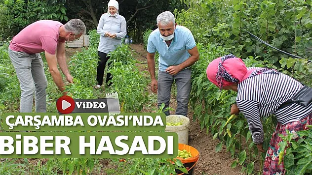 Çarşamba Ovası'nda biber hasadı