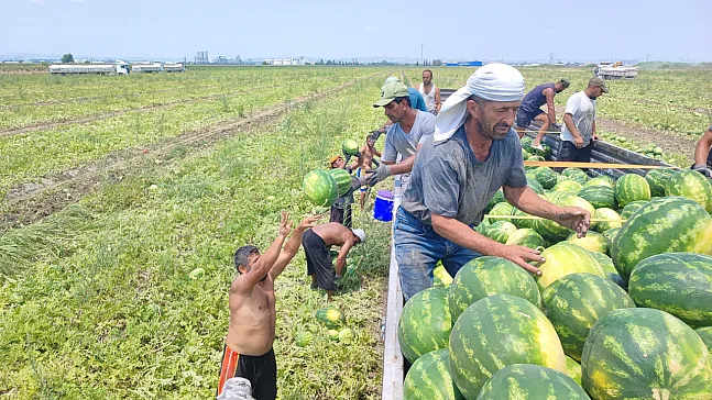 40 derecelik sıcakta karpuz mesaisi: İşçiler ekmek parası için ter döküyor