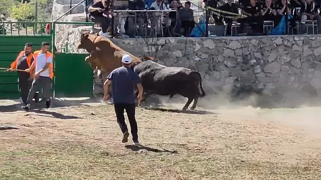 600 kiloluk boğa arenadan böyle kaçtı