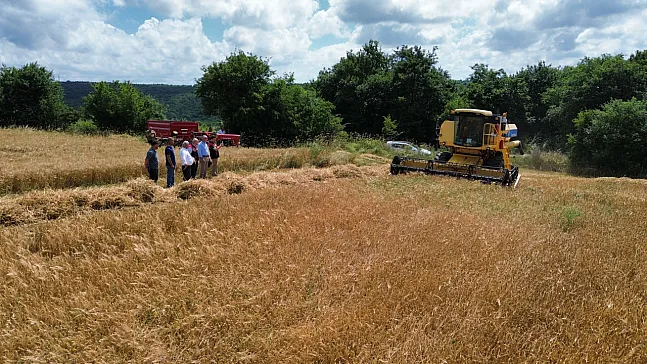 Bafra Ovası'nda 200 bin dönümde hububat hasadı başladı