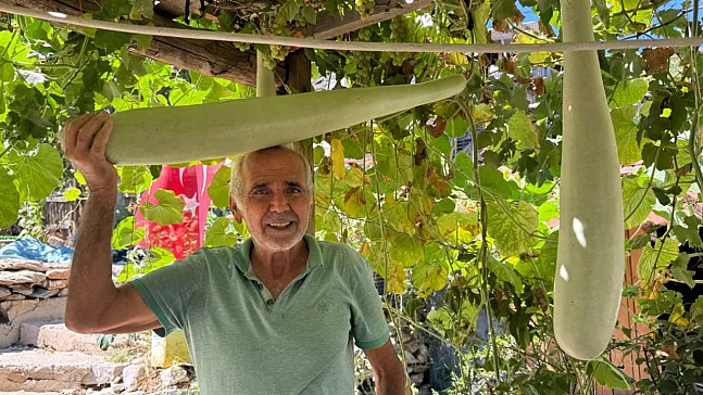 Deneme amaçlı ekti, boyu 1 metreye dayandı