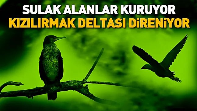 Kızılırmak Deltası Zengin Biyoçeşitliliğiyle Dikkat Çekiyor