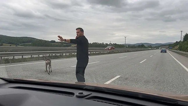 Samsun-Ankara Kara Yolunda Duyarlı Hareket: Yaralı Geyiğin Yardımına Koştular