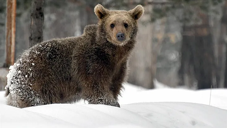 Kış uykusu nedir ? Ayılar neden şimdi uyuyorlar?