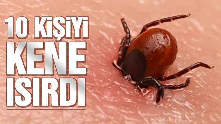 10 Kişi Kırım Kongo Kanamalı Ateşine yakalandı