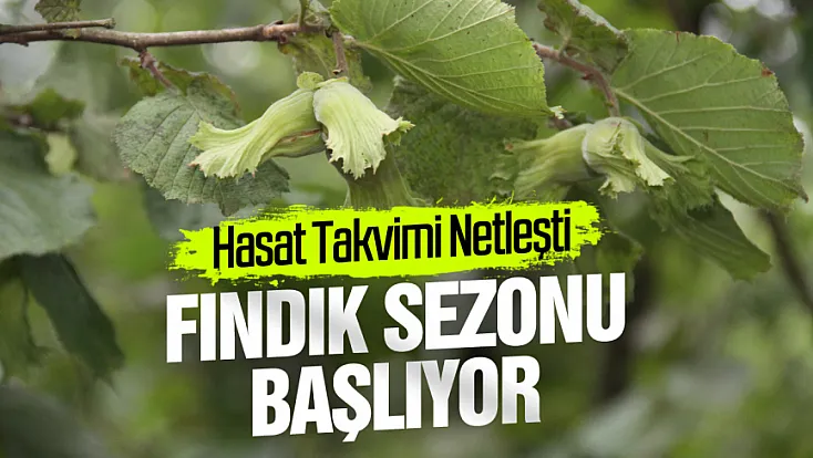 2026 fındık sezonunda Samsun için hasat takvimi netleşti
