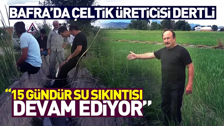 Bafra'da çeltik üreticisi dertli