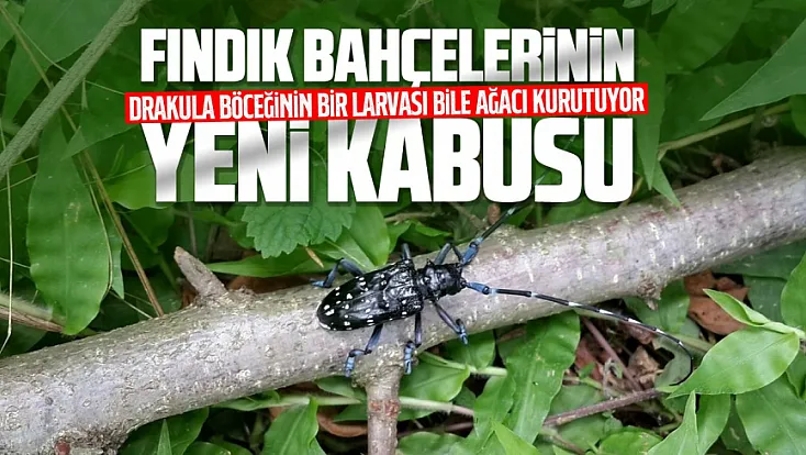 Fındığın yeni kabusu: “Drakula böceği” Rize’de de görüldü
