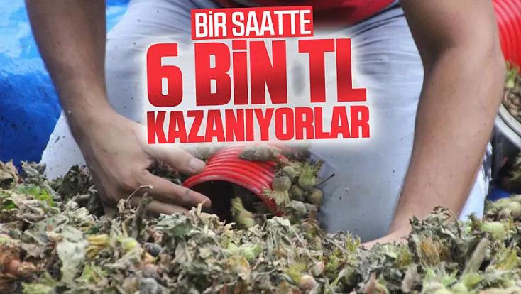 Fındık sezonunda patoz mesaisi başladı
