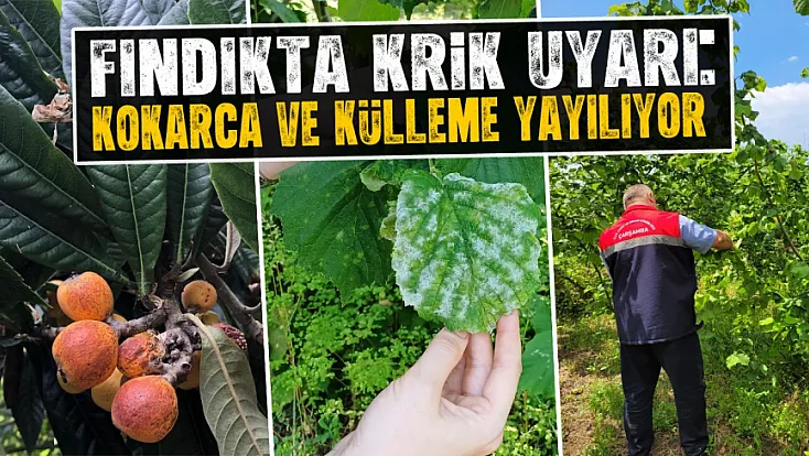 Fındık üreticilerine kritik uyarı