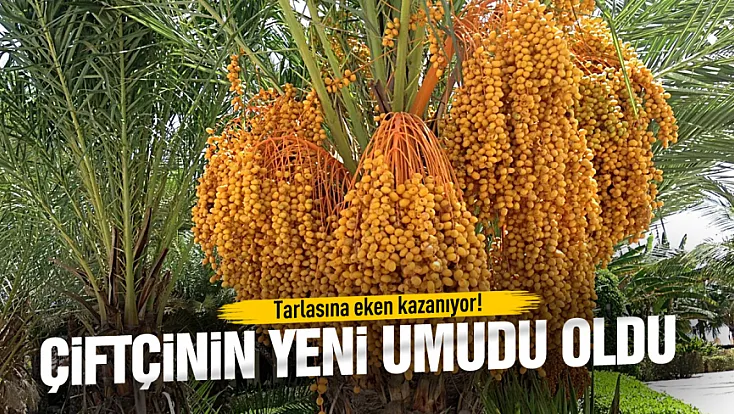 Hurma çiftçinin yeni umudu oldu