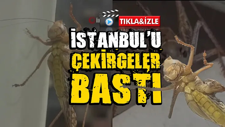 İstanbul'da Dev Çekirge Paniği