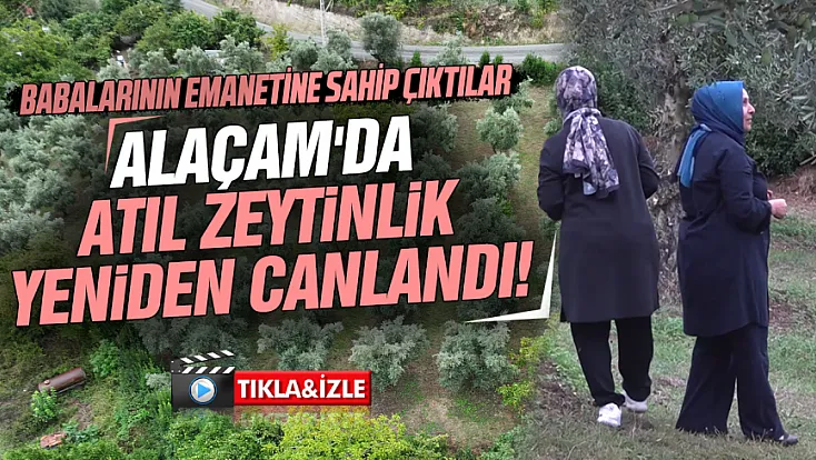 İstanbul'dan dönüp babalarının 40 yıllık zeytinliğine hayat verdiler: Alaçam'da rekolte 2 tona ulaştı