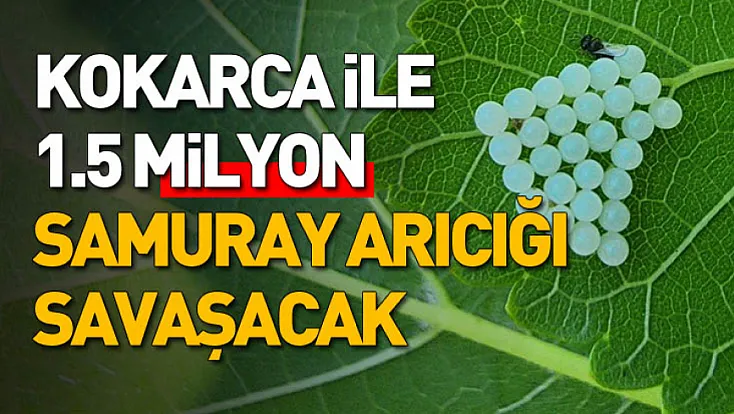 Kokarca ile 1.5 milyon samuray arıcığı savaşacak