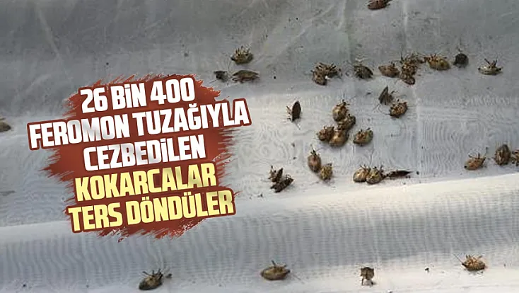 Kokarcalar önce cezbediliyor, sonra öldürülüyor
