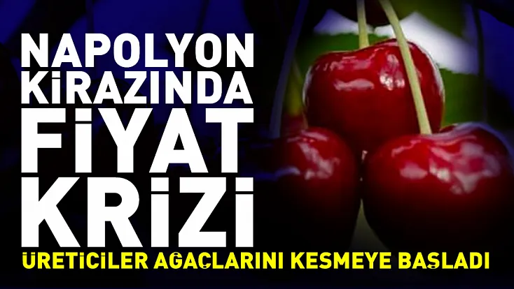 Napolyon kirazında fiyat krizi