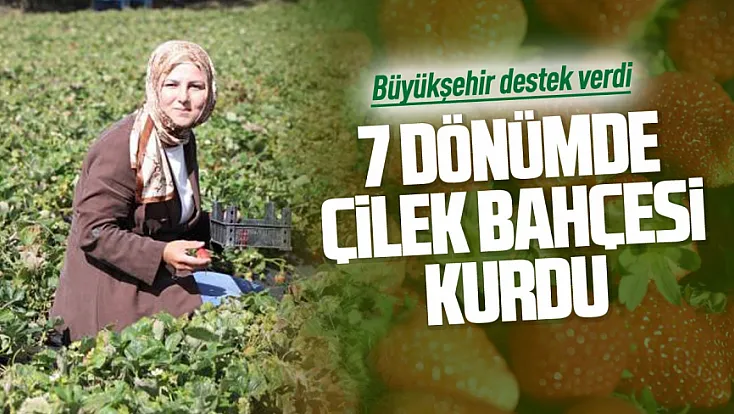 Peyzaj mimarı memleketinde çilek üreticisi oldu
