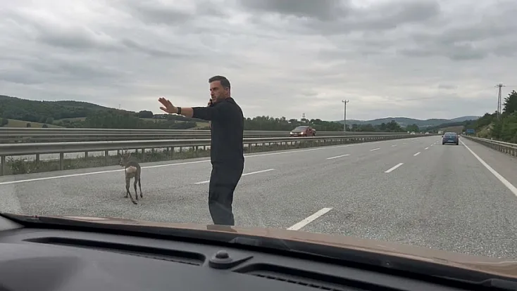 Samsun-Ankara Kara Yolunda Duyarlı Hareket: Yaralı Geyiğin Yardımına Koştular