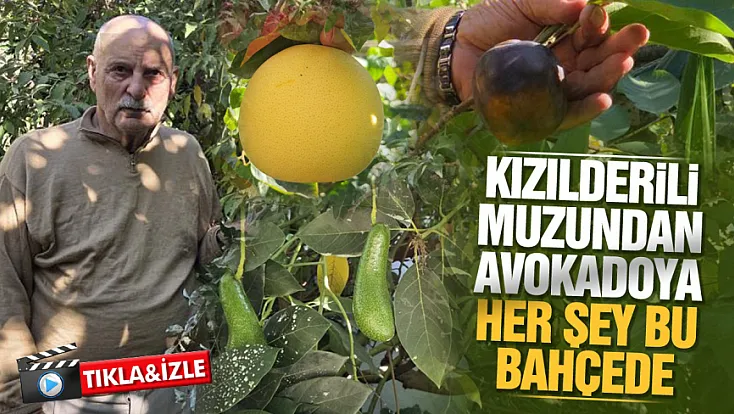 Samsun Atakum'da tropikal bahçe: 100 çeşit ürün yetişiyor
