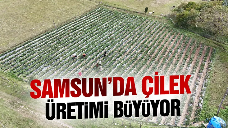 Samsun Büyükşehir destekliyor, çilek üretimi artıyor
