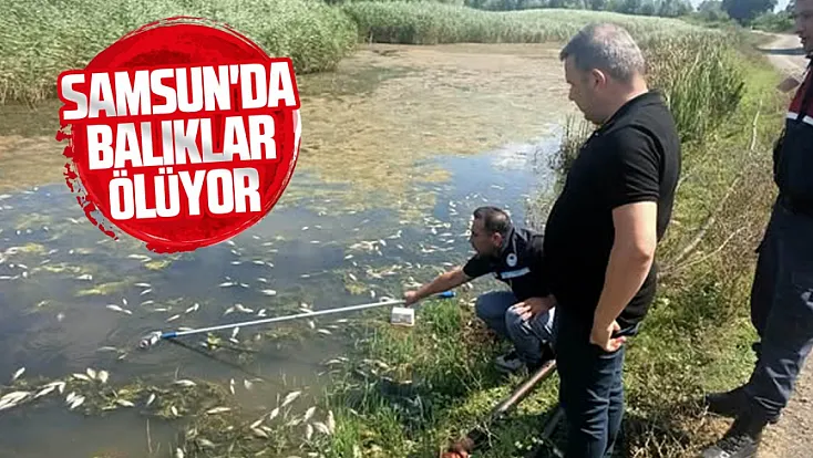Samsun Çarşamba'da Dumanlı Gölü'ndeki balık ölümlerine inceleme