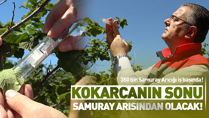 Samsun Çarşamba’da Samuray Arıları doğaya salındı