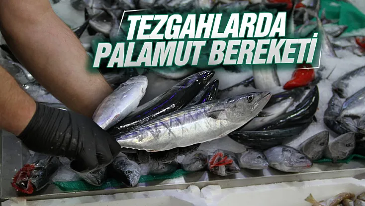 Samsun’da balık sezonunun başlamasıyla tezgâhlarda palamut bolluğu yaşanıyor