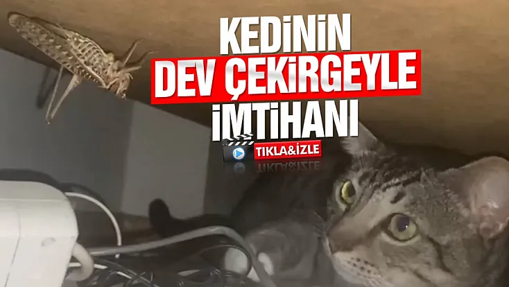 Samsun’da kedi ile dev çekirgenin nefes kesen karşılaşması