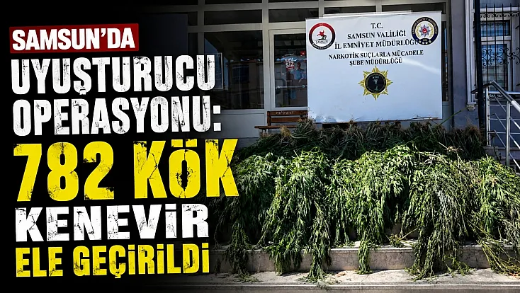 Samsun’da uyuşturucu operasyonu: Hasat edilmeye hazır 782 kök kenevir ele geçirildi