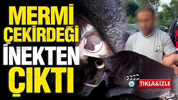 Samsun'daki ayva dalı cinayetinde gelişme ahırdaki inek de vurulmuş