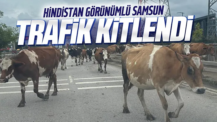 Samsun-Ordu yolunda inek sürüsü trafiği tehlikeye soktu