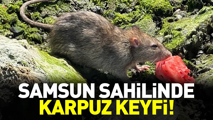 Samsun sahilinde ilginç anlar Karpuza konan fare kamerada