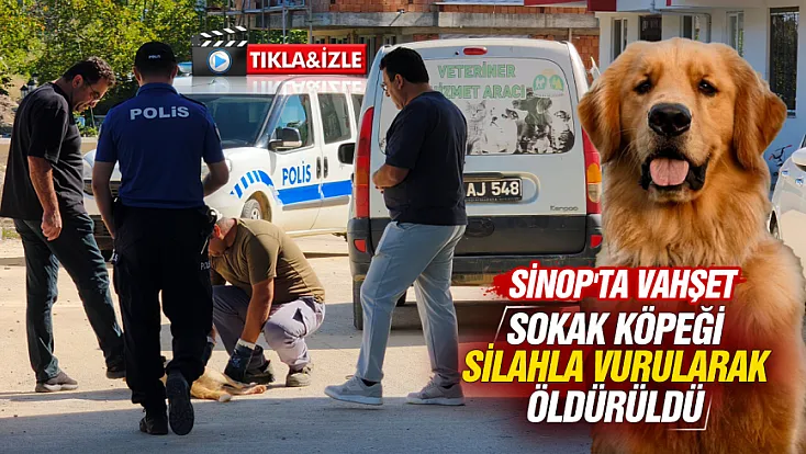 Sinop'ta Kan Donduran Vahşet: Sokak Köpeğini Katlettiler!