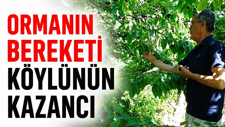 Tıbbi ve aromatik ürünler orman köylüsüne ek gelir sağlıyor