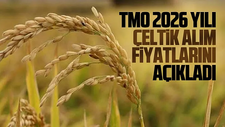 TMO çeltik alım fiyatları açıklandı
