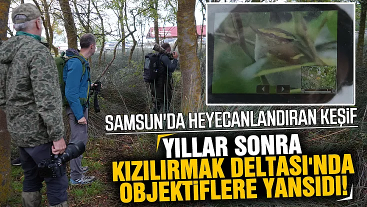 Türkiye'de çok nadir görülen 'çalıkuşu çıvgını' Samsun Kızılırmak Deltası'nda görüntülendi
