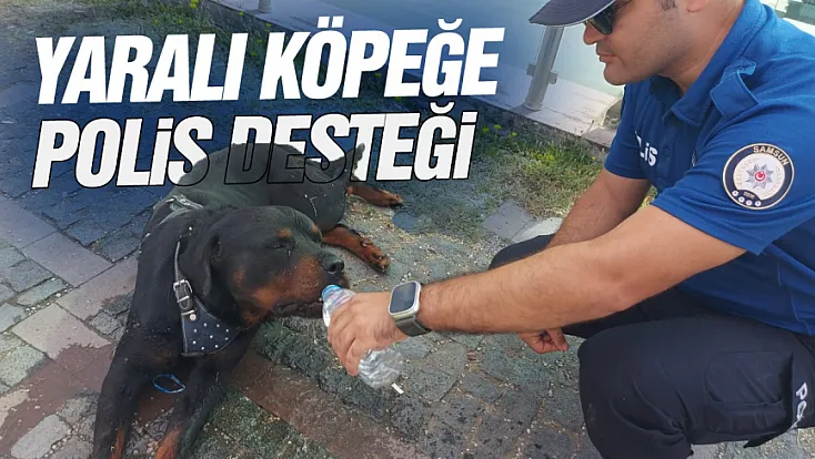 Yaralı köpeğe polis desteği