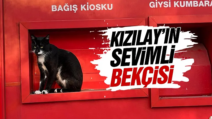 Samsun’da Kızılay Kiosku kedi tarafından korunuyor