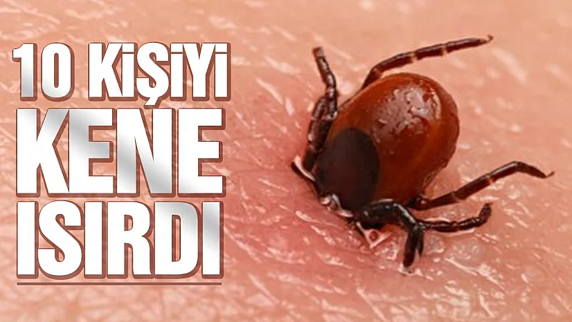 10 Kişi Kırım Kongo Kanamalı Ateşine yakalandı