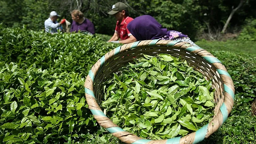 Rize'nin çay ihracatında dev tutar!