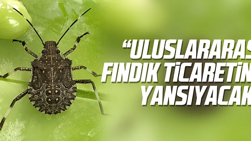 'Uluslararası fındık ticaretine yansıyacak'