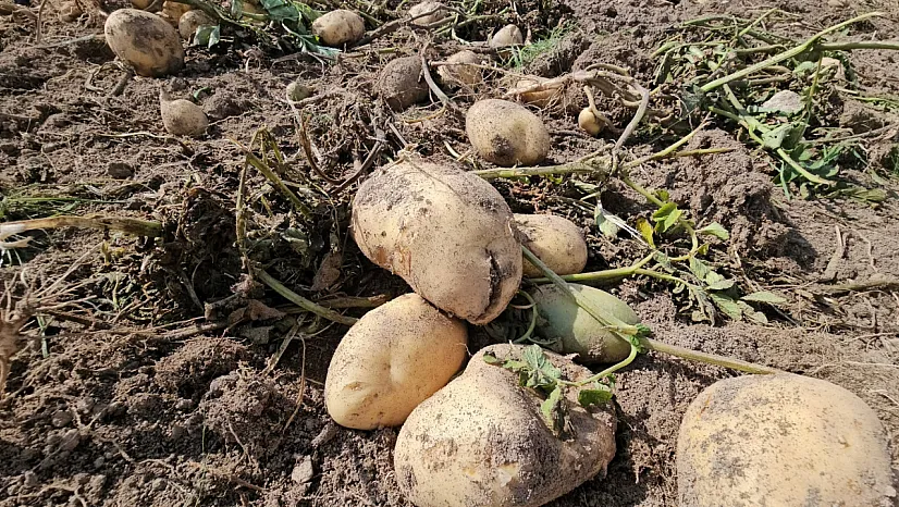 Adilcevaz'da patates tarlalarında geçim mücadelesi