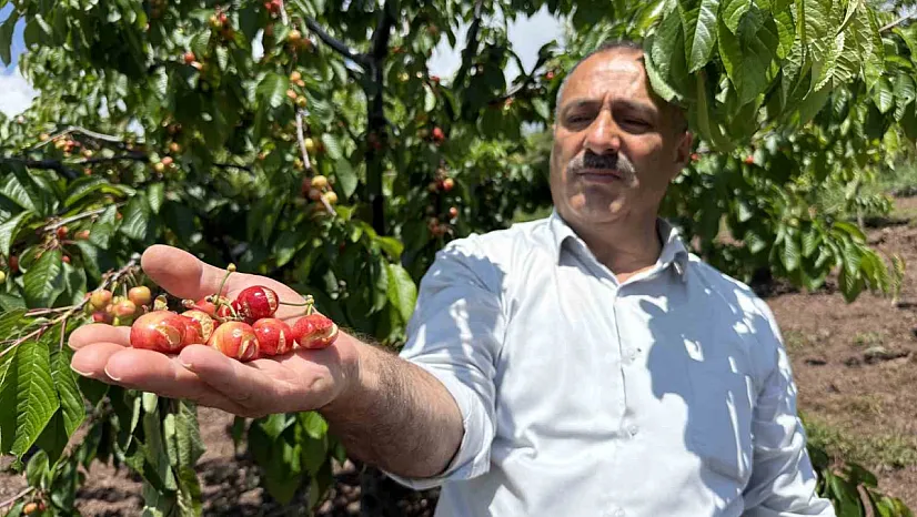 Aşırı yağışlar erkenci kirazı vurdu