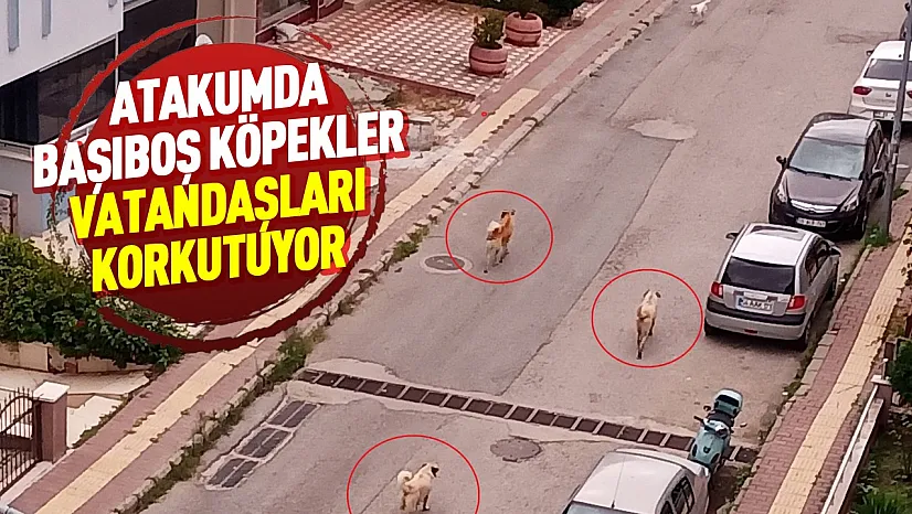 Atakum'da başıboş köpek tedirginliği: Mahalle sakinleri önlem alınmasını istiyor