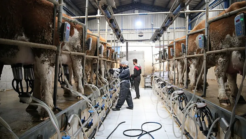 Bakanlık açıkladı: Süt üreticilerine 24,6 milyar lira destek sağlandı