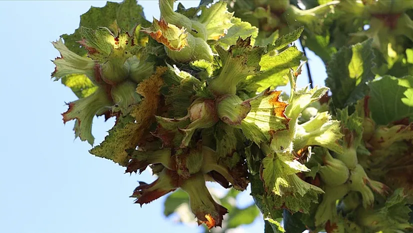 Bartın'da fındık fiyatları yükselmiyor